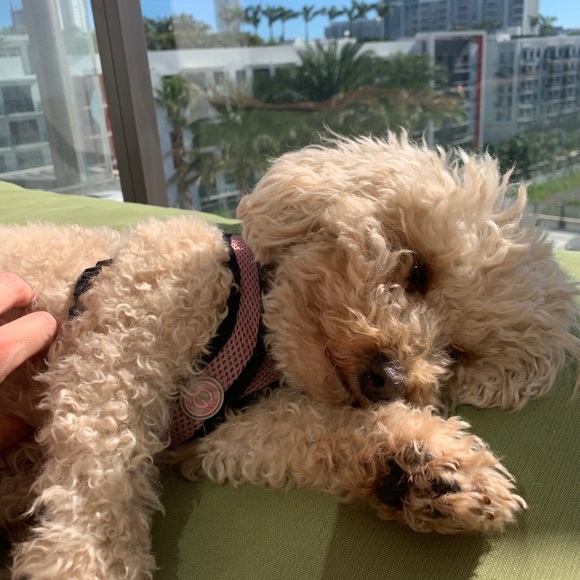 Meet your Posher, Demi - Picture 1 of 1